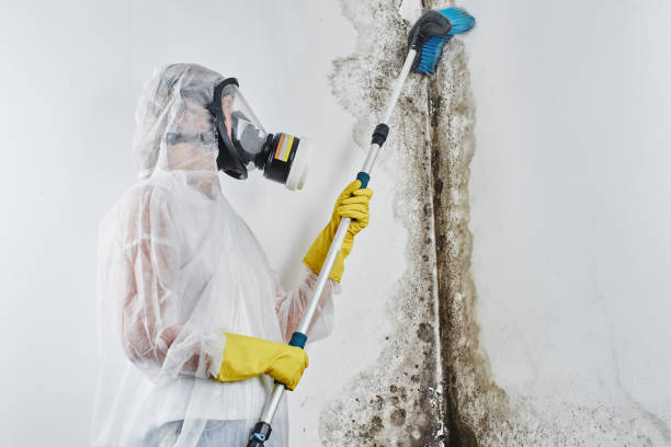 Best Mold Removal Company Near Me  in West Wyomissing, PA