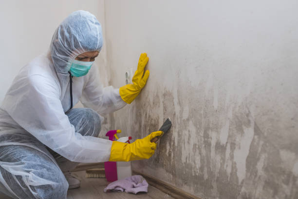 Best Toxic Mold Removal  in West Wyomissing, PA