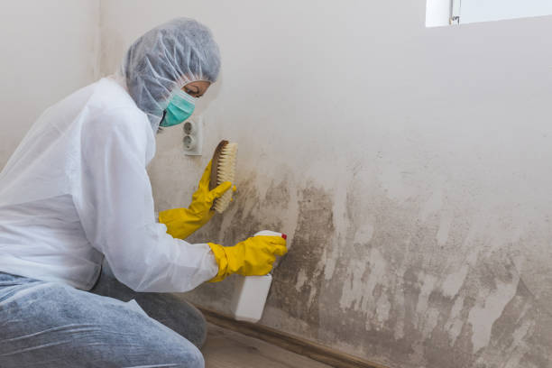 Best Crawl Space Mold Removal  in West Wyomissing, PA