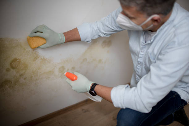 Best Home Mold Removal  in West Wyomissing, PA