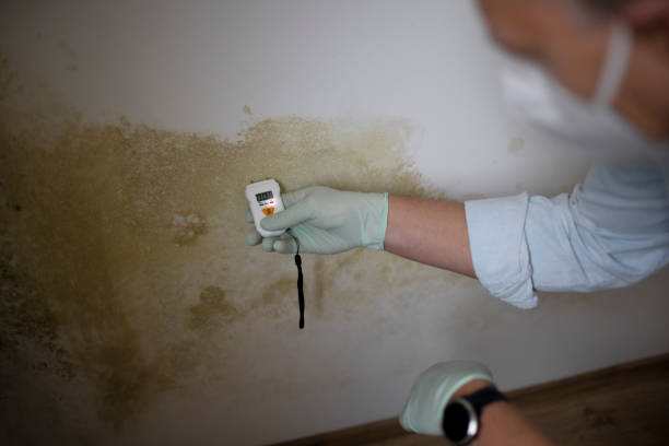 Best Mold Remediation  in West Wyomissing, PA