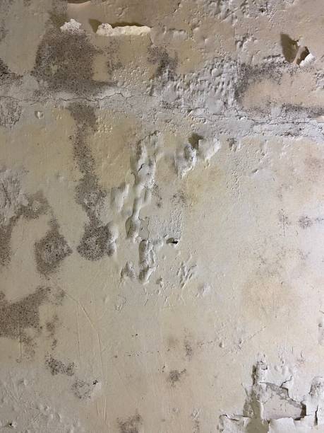 Best Emergency Mold Removal  in West Wyomissing, PA