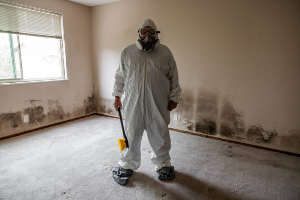 Best Best Mold Removal Companies  in West Wyomissing, PA