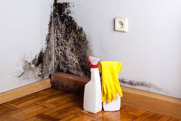 Best Local Mold Removal Service  in West Wyomissing, PA