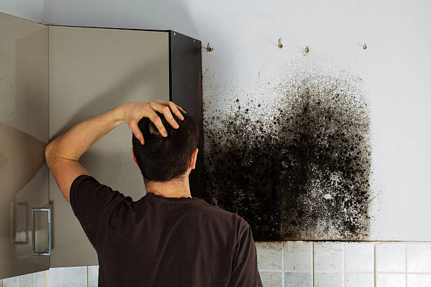 West Wyomissing, PA Mold Removal Company