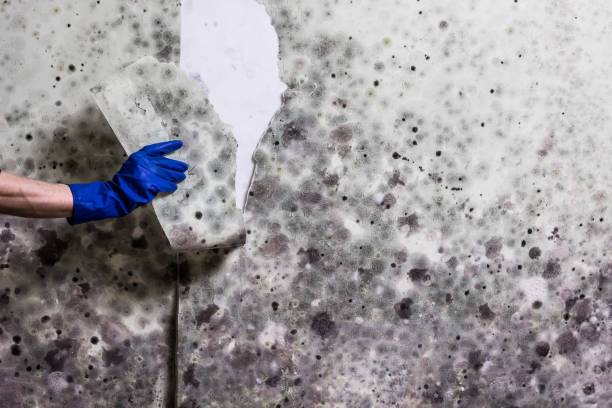 Crawl Space Mold Removal in West Wyomissing, PA
