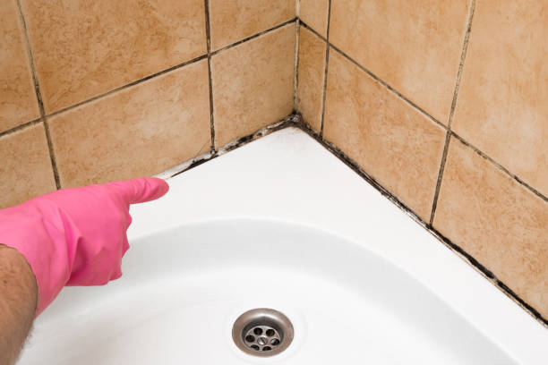 Best Affordable Mold Removal  in West Wyomissing, PA