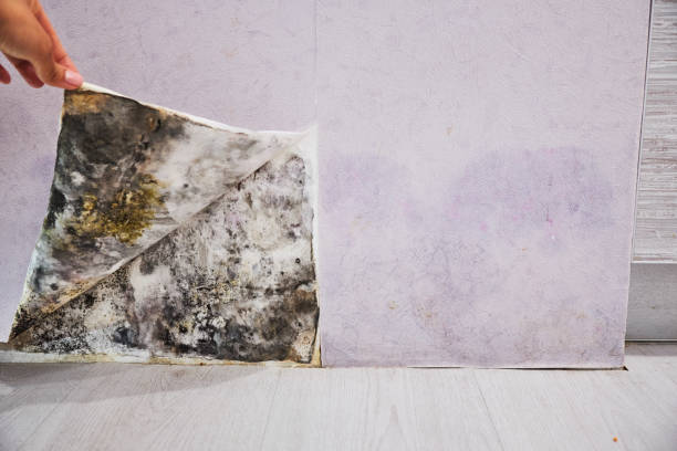 Best Mold Cleaning Services  in West Wyomissing, PA